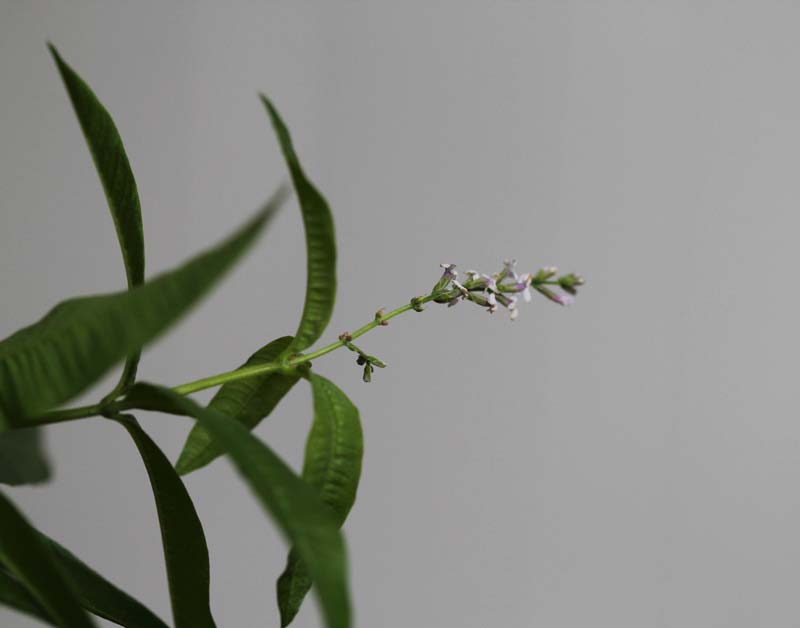 oregano-flowers